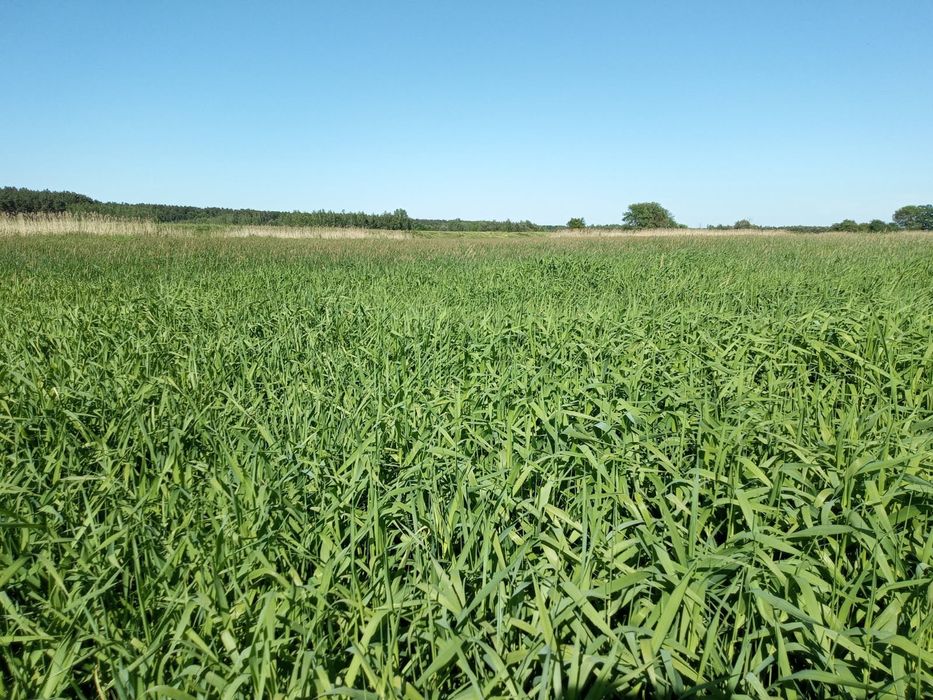 Łąka w przepięknej okolicy.