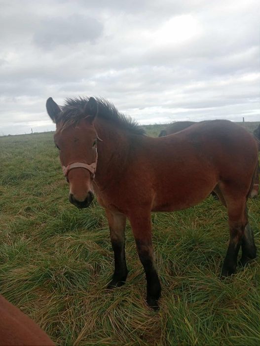 Ogierek - na sprzedaż