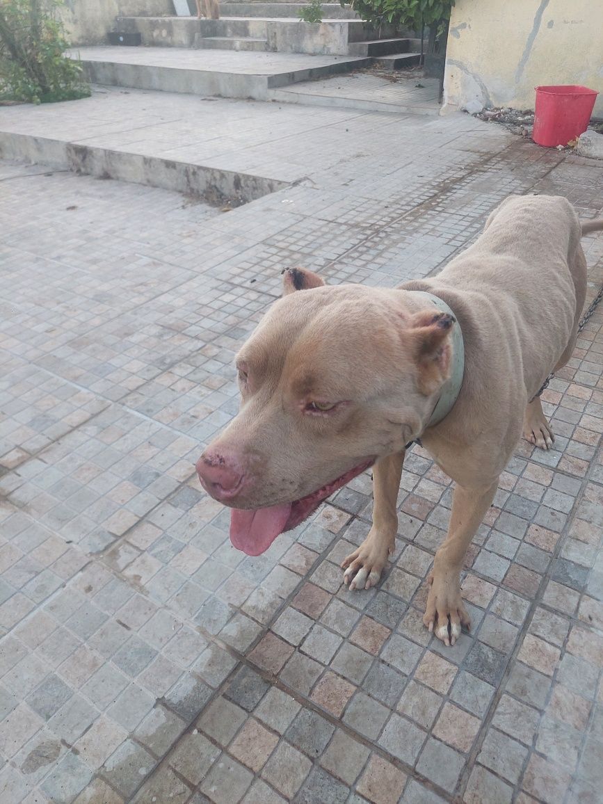 Dá-se pitbull novo