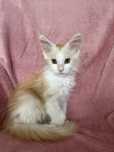 Kocur Maine Coon Gracjan