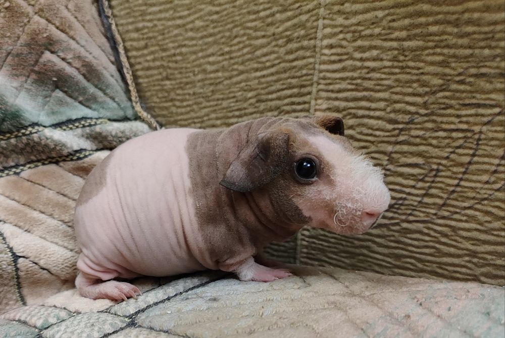 Хлопчик скінні. Лиса морська свинка