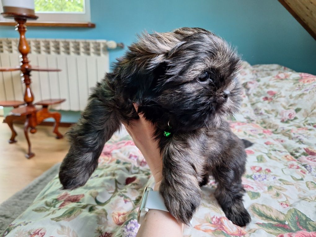 Shih-Tzu piesek brązowy