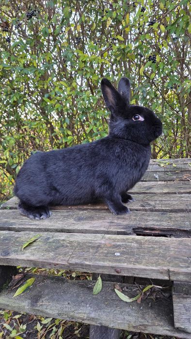 Króliki Wiedeński Czarny - Rodowód
