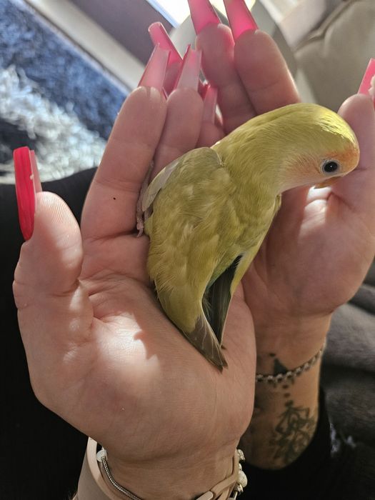 Agapone criado a mão