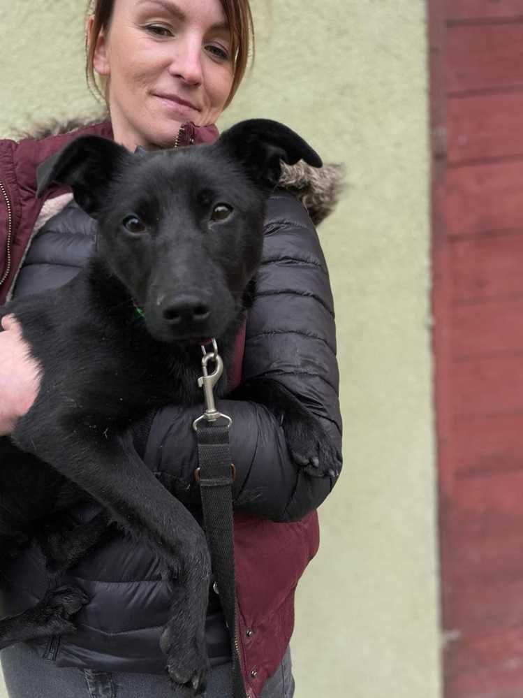 7 mies. tulaśny,skrzywdzony,średni piesek DŻEKI.Adopcja