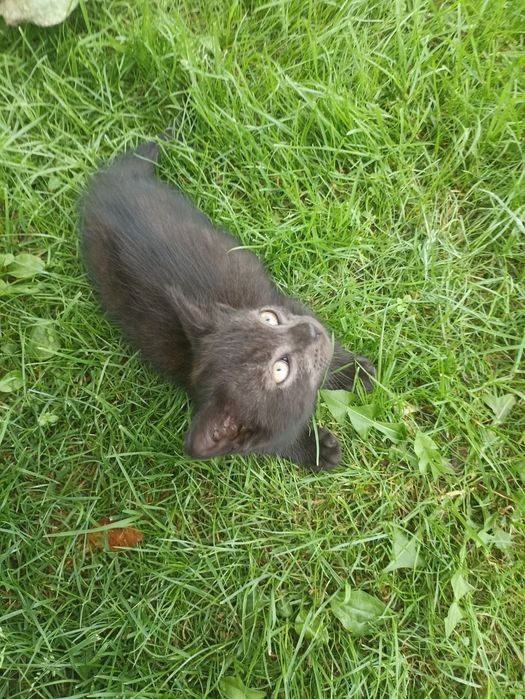 Котик у хороші руки