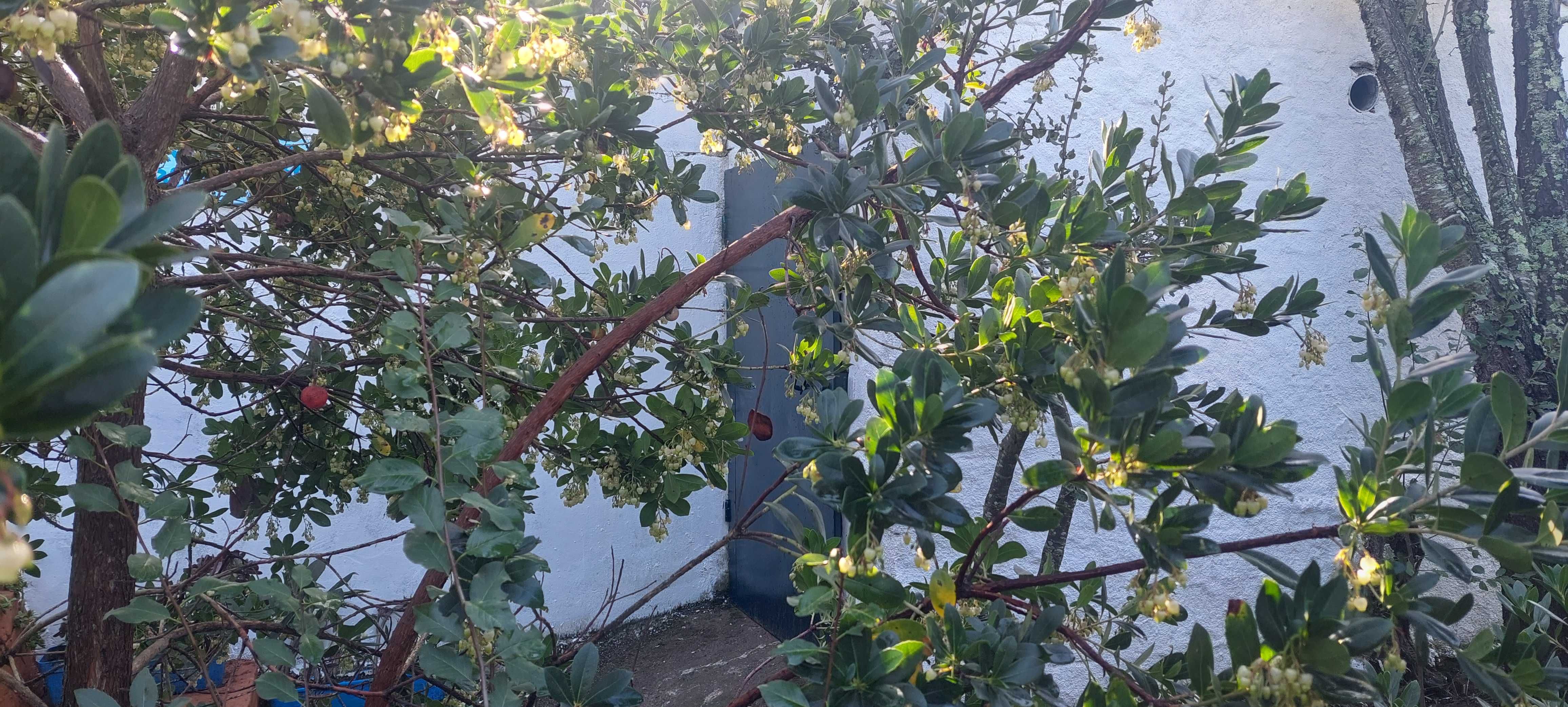 Horta com diversas árvores de fruto, armazéns e poço de água