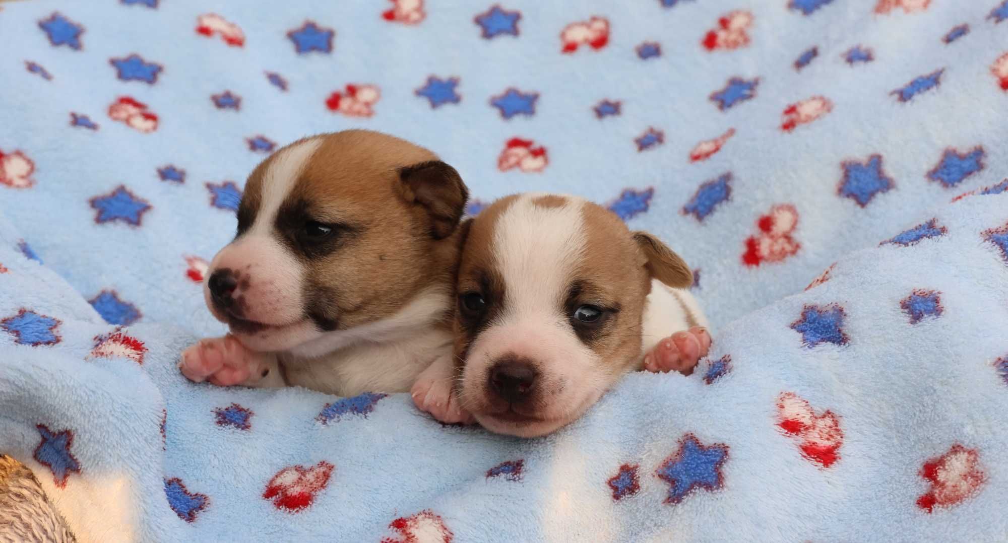 Suczka Jack Russell Terrier z hodowli"BREFIO"/badania genetyczne