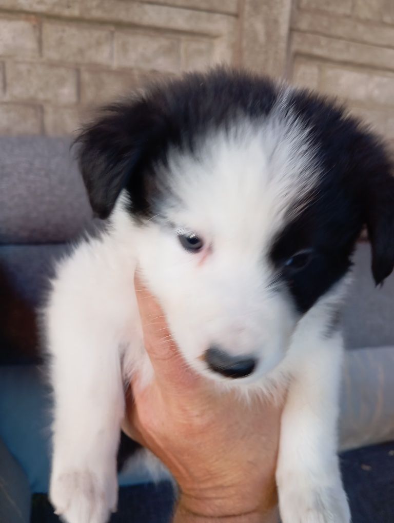 Piesek border collie