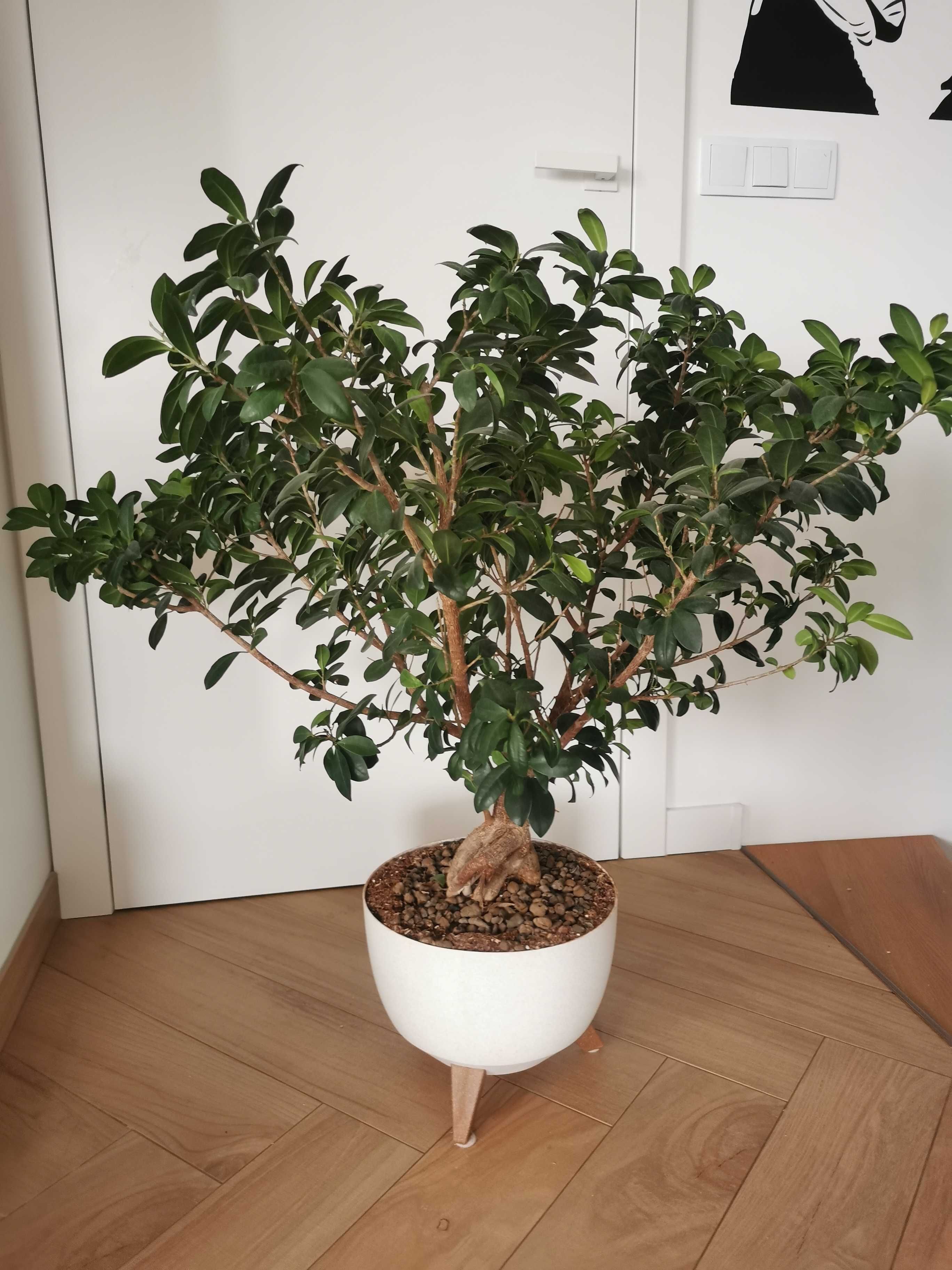Ficus Ginseng duża wieloletnia roślina