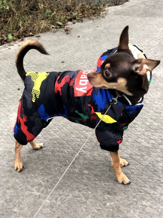 Злучка в'язка той терєра