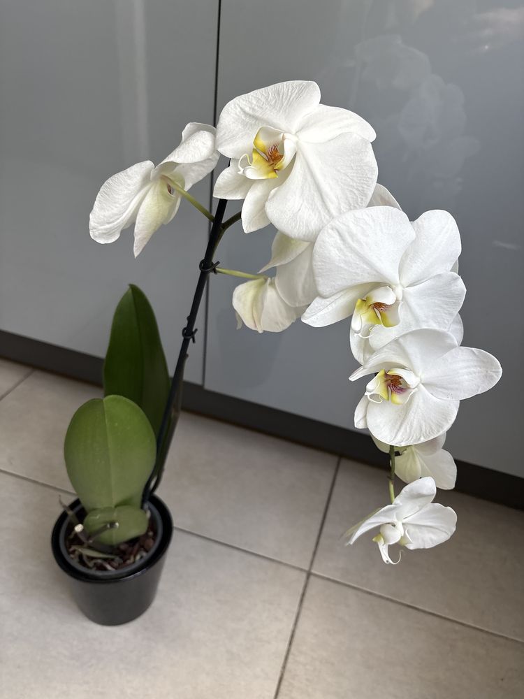 Storczyk kwiat doniczkowy orchidea