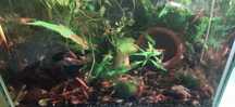 Camarões neocaridinas:  Blue/Red (Low, Sakura, rilli) / Wild GoldBack