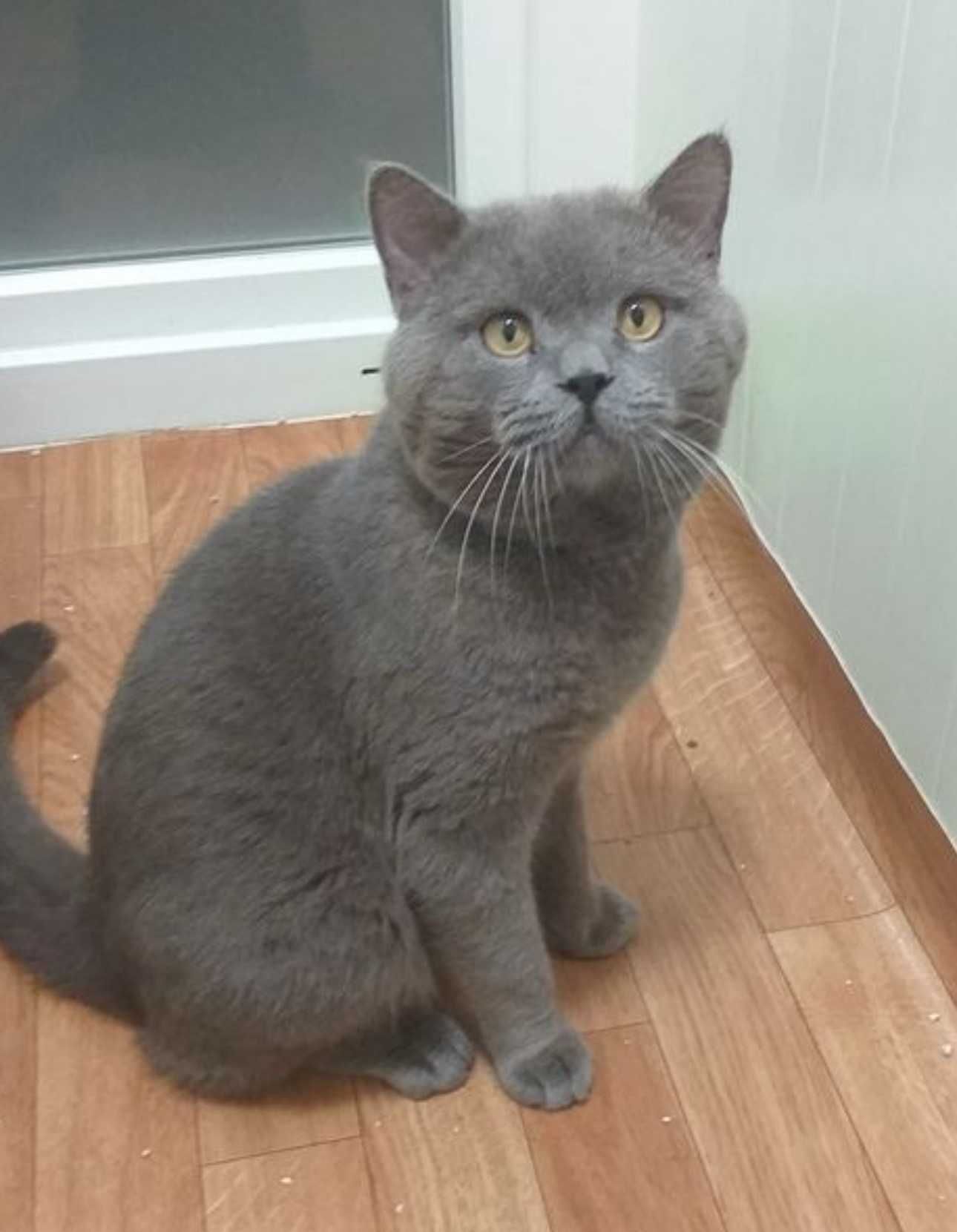 Scottish Fold Azul