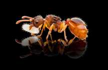 Rezerwacje trwają: Mrówka Myrmica rubra | Mrówkownia