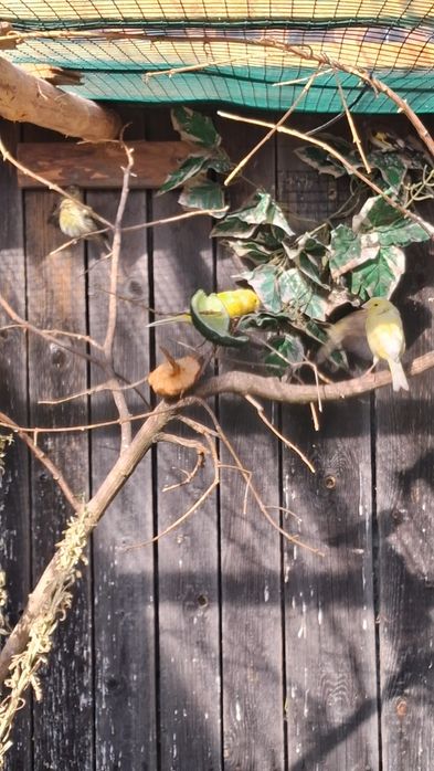Kanarek konop bastard szczygiel