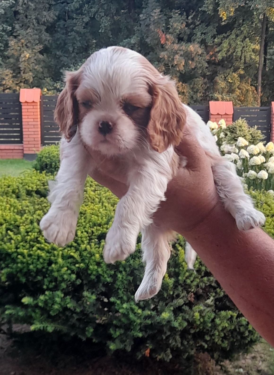Piesek Cavalier king charles spaniel
