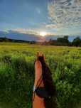 Hobby horse wymiana