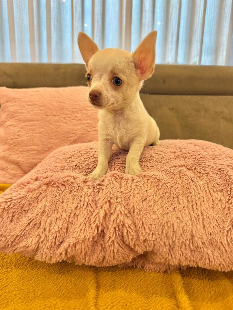 Chihuahua menino