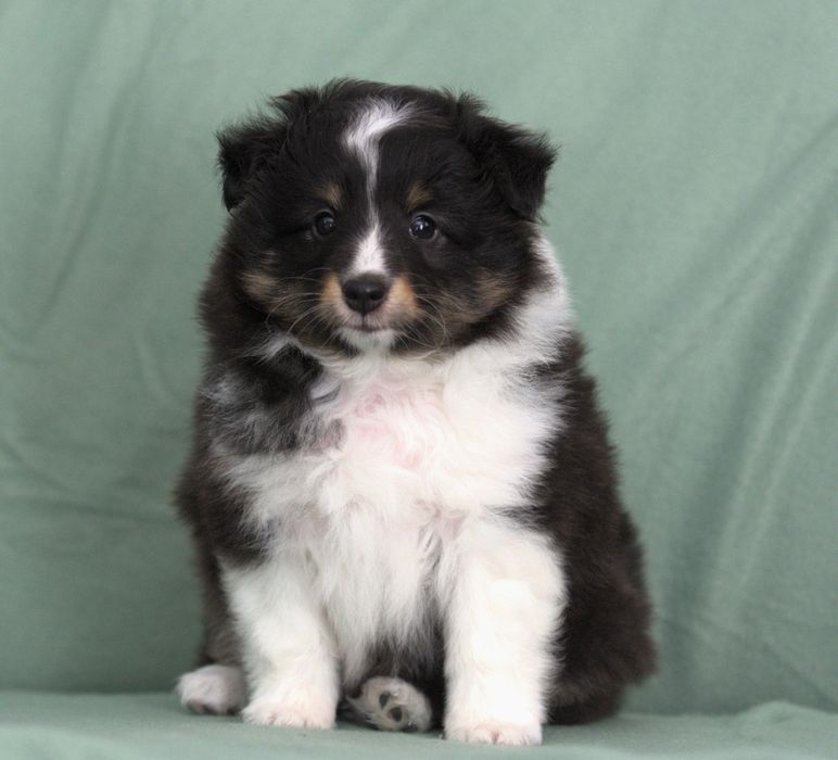 Owczarek Szetlandzki Sheltie Suczka Tricolor