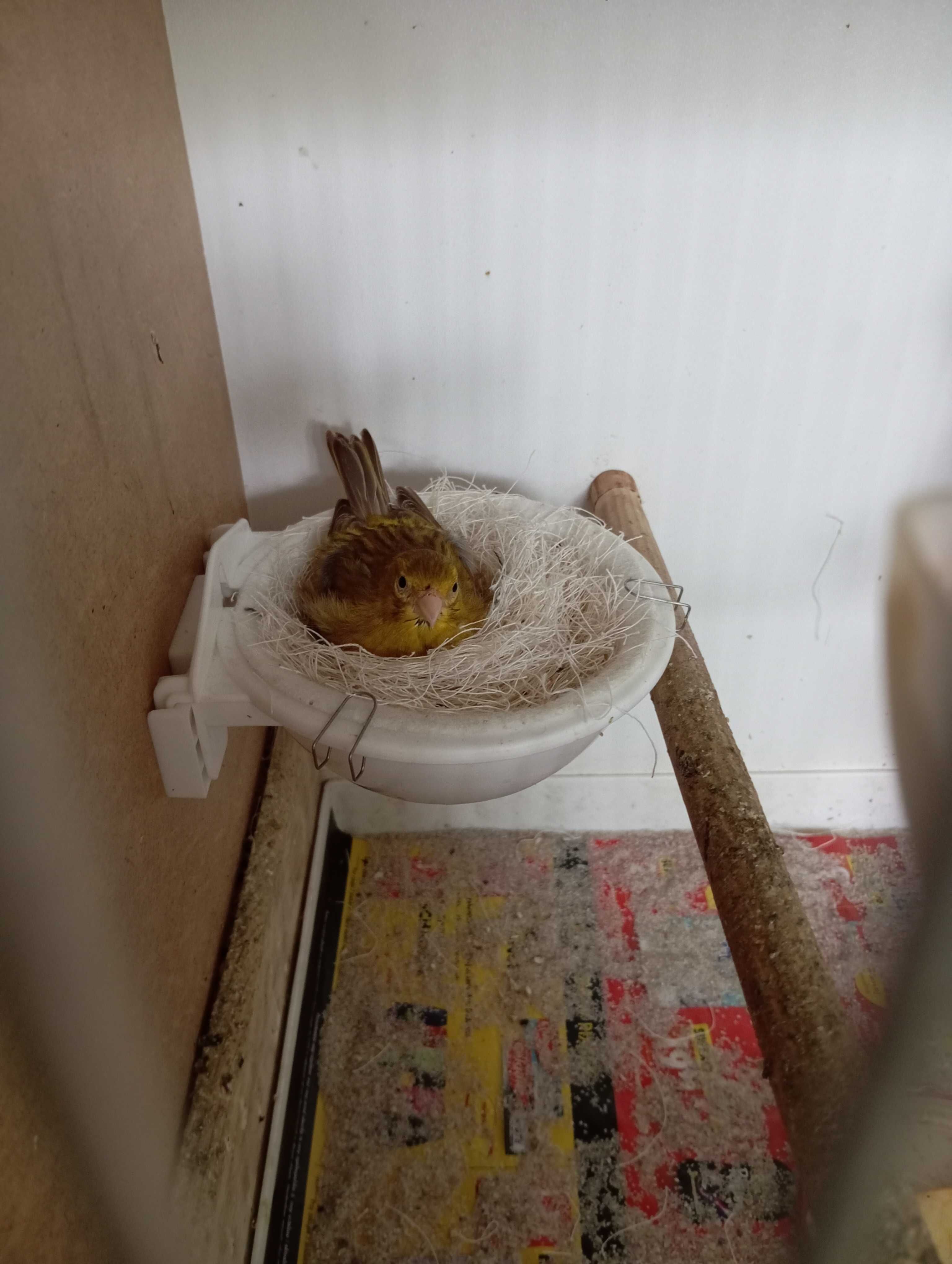 Kanarki miniatura hiszpańska