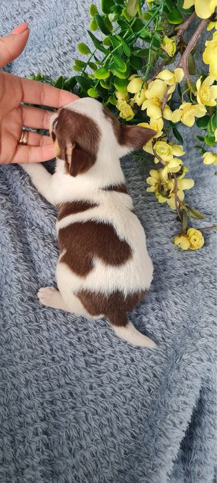 Estupendo super mini mini menino Chihuahua/Chiuaua de Qualidade