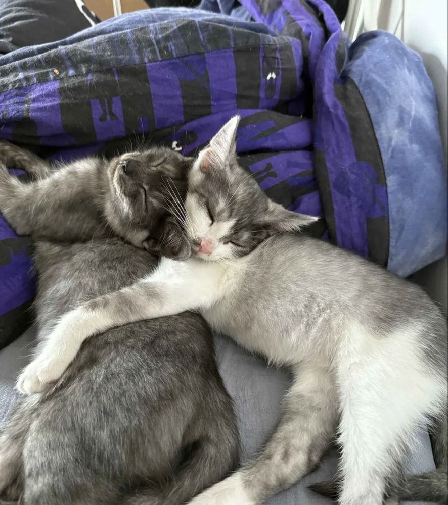 SMOL - kocurek szuka domku!