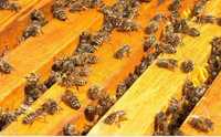 Продаю бджіл , пчелы , пчелосемьи, отводки, бджоли ,бджолиний рій.