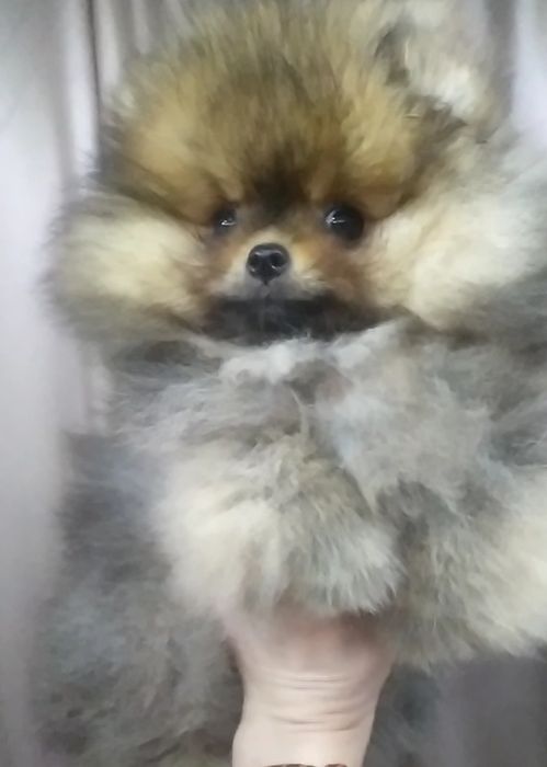 Померанская девочка