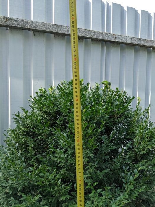 Самшит вічнозелений 100 см.