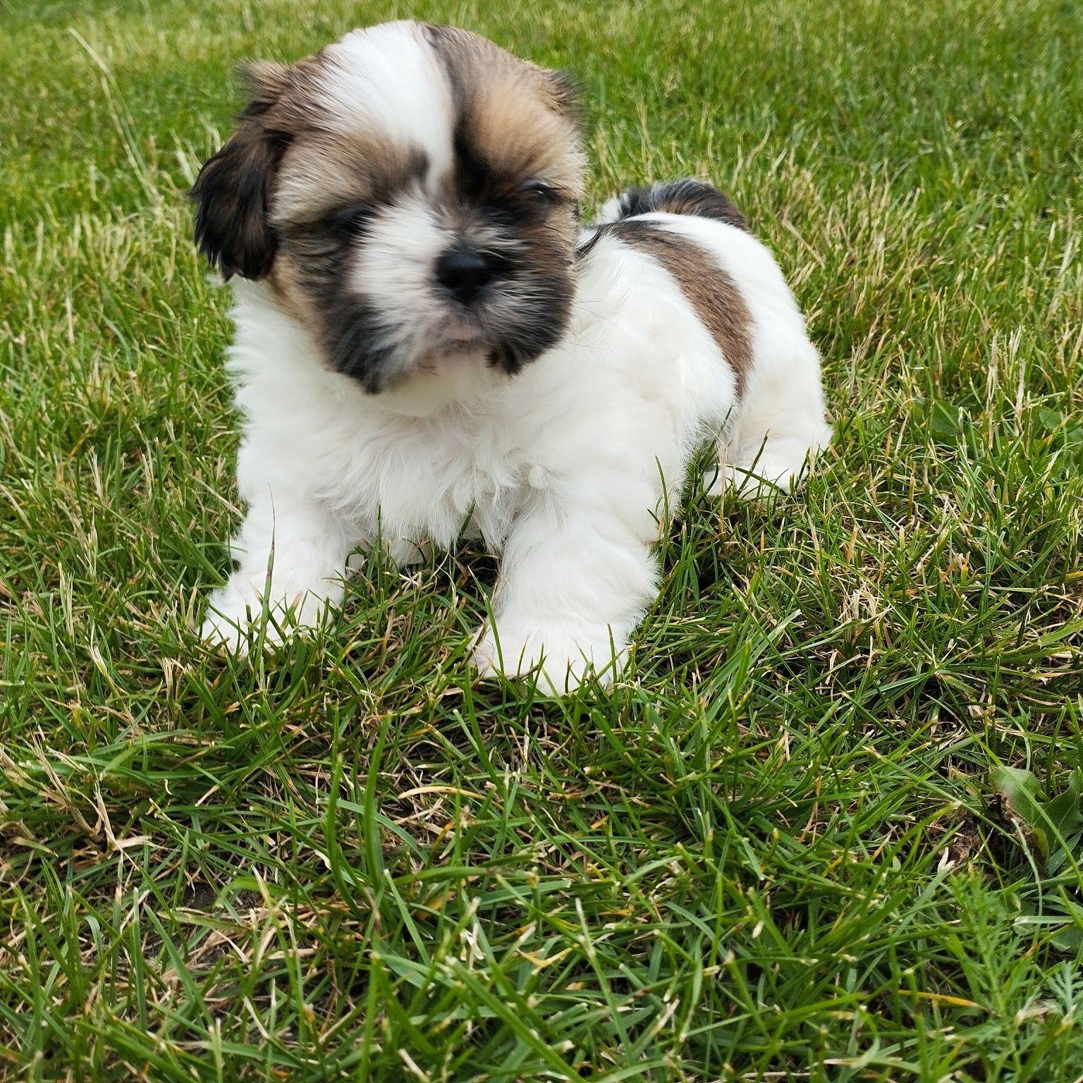 Szczeniaczek ShihTzu