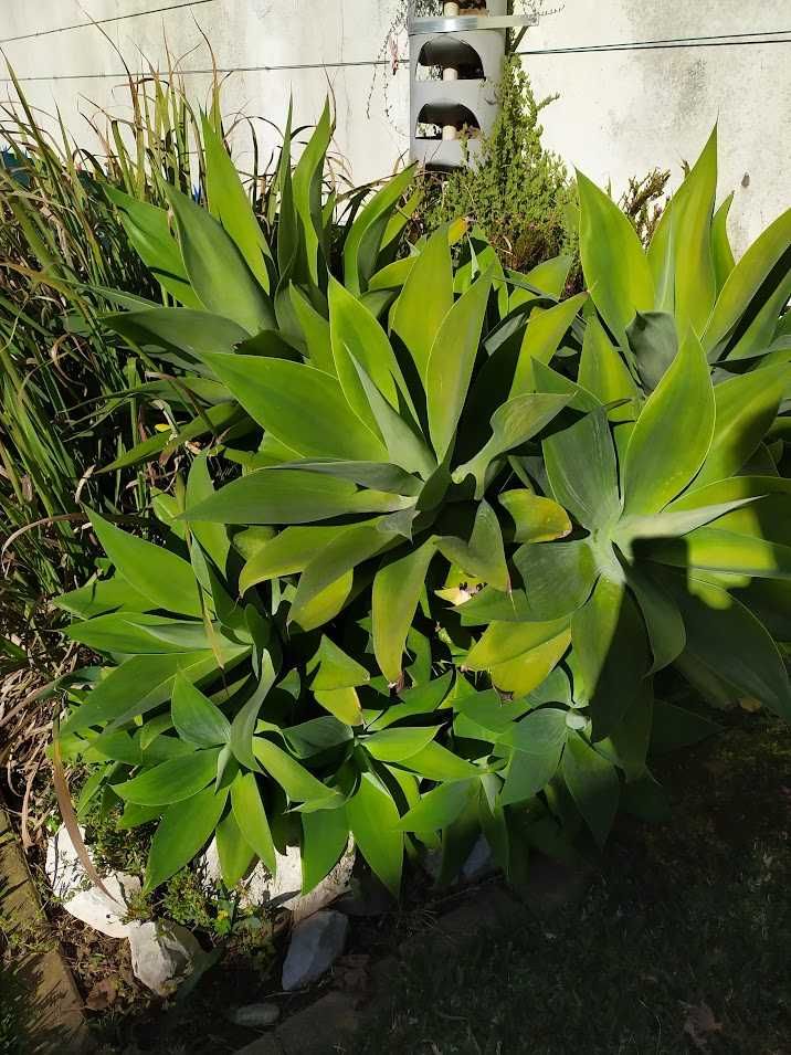 Agave attenuata ou Agave dragão