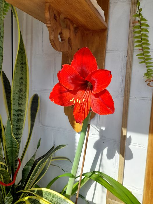 Гіппеаструм червоний / гиппеаструм красный / амариллис / лилия