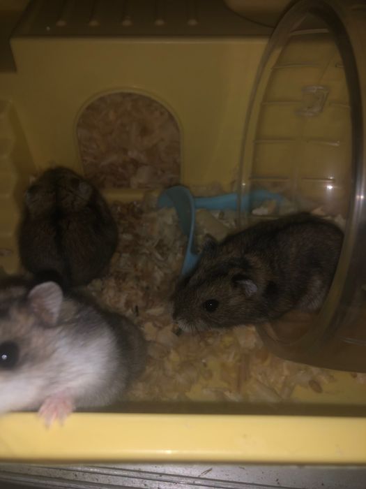 Продам хороший хомяков