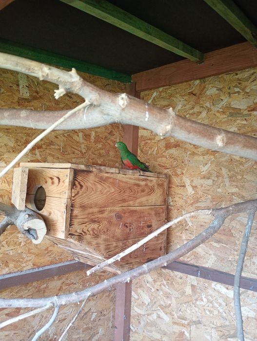 Sprzedam młoda papuge