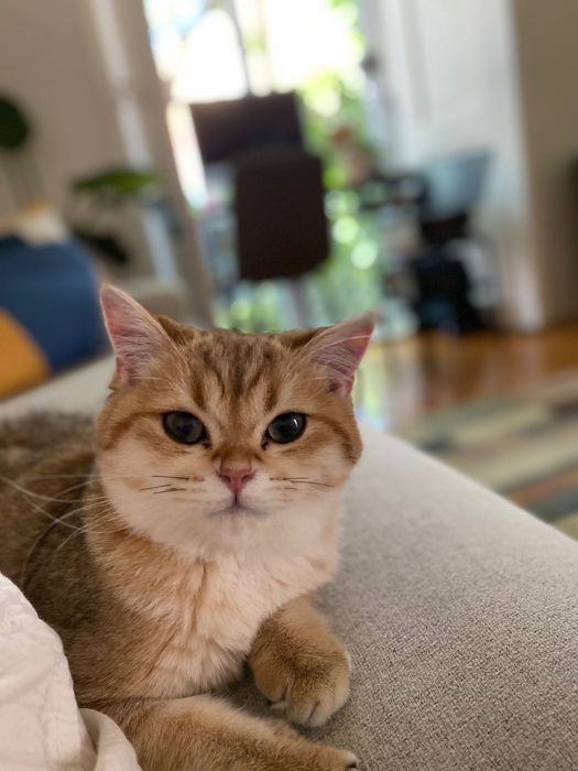 Gata para adoção: British Shorthair