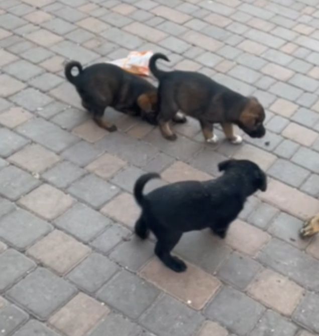 Цуценята шукають родину!!!