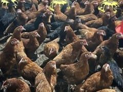 Kury Rosa Leghorn Dominant Lohman Greenshel