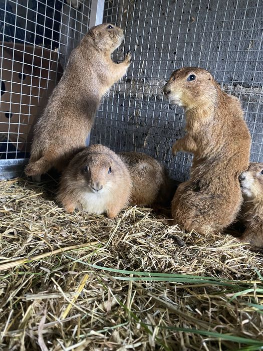 Pieski preriowe Nieświszczuk