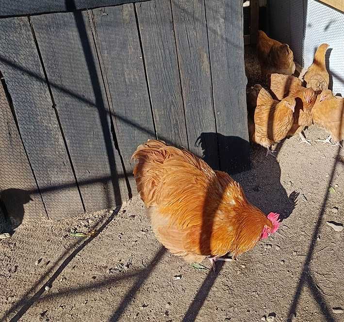 Ovos Galados de Galinha de Várias Raças