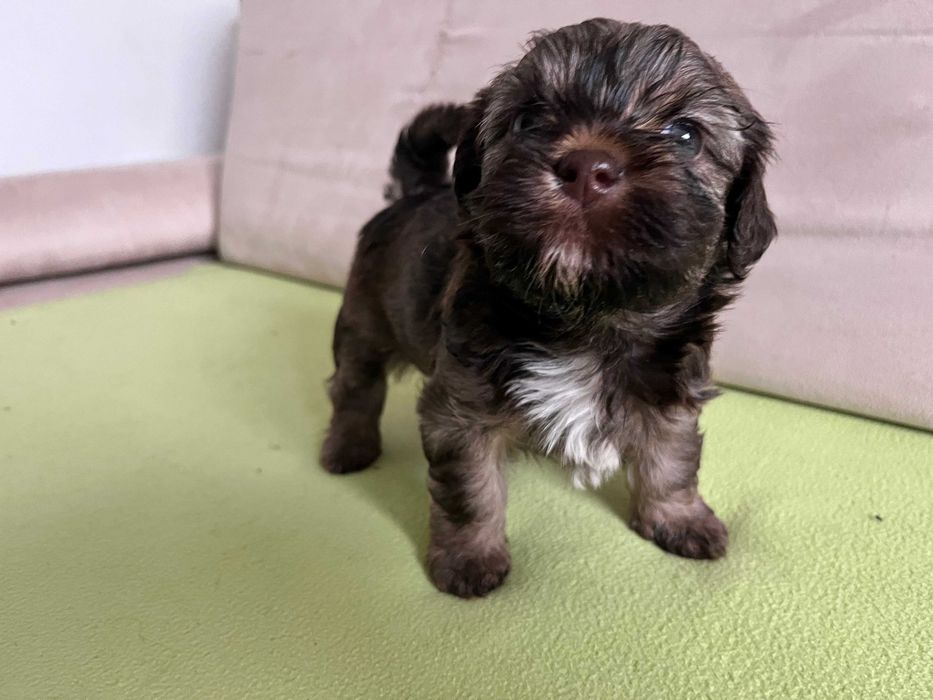 Hawańczyk piesek brązowy najspokojniejszy z miotu