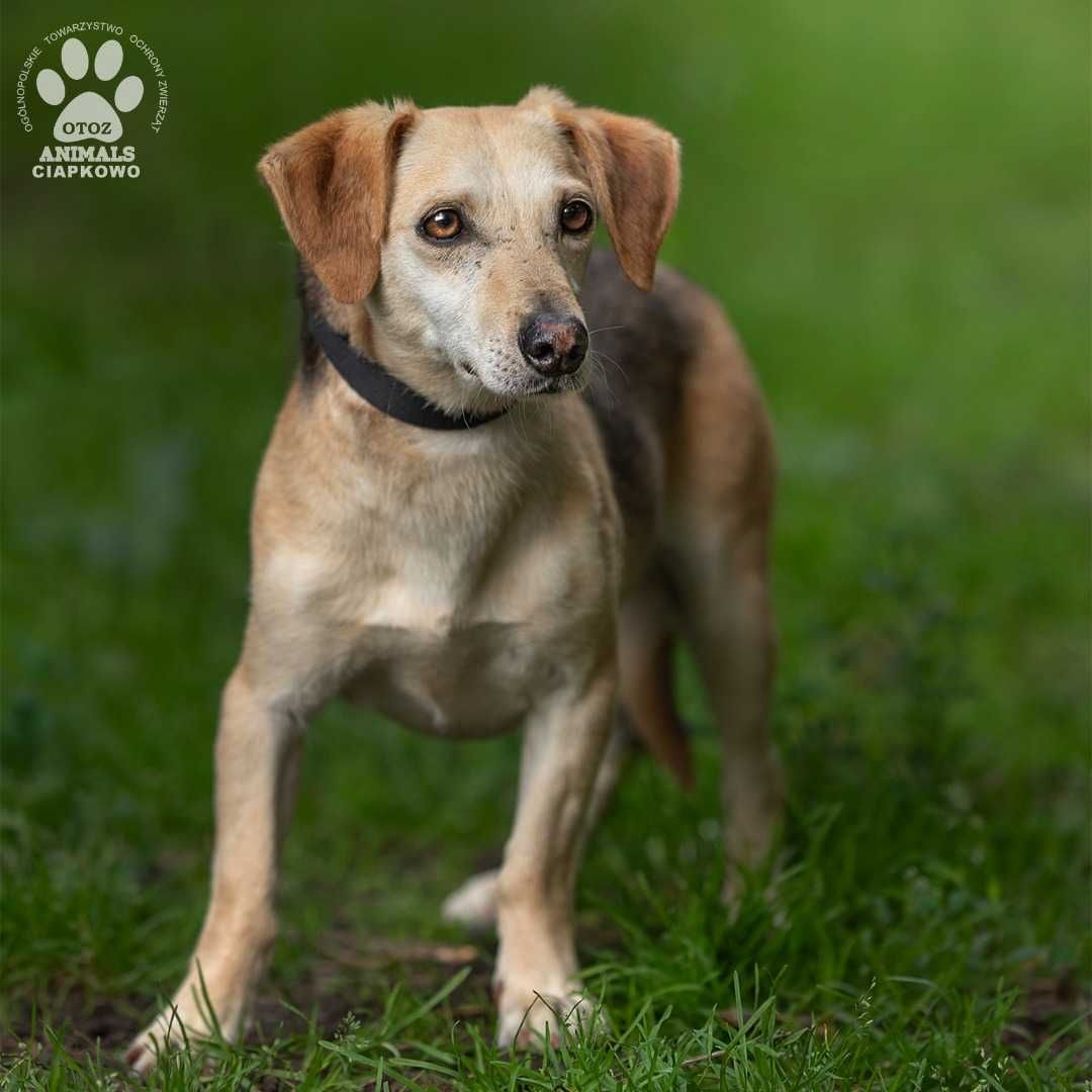Nieśmiały Meksyk szuka spokojnego domu! OTOZ Animals Ciapkowo