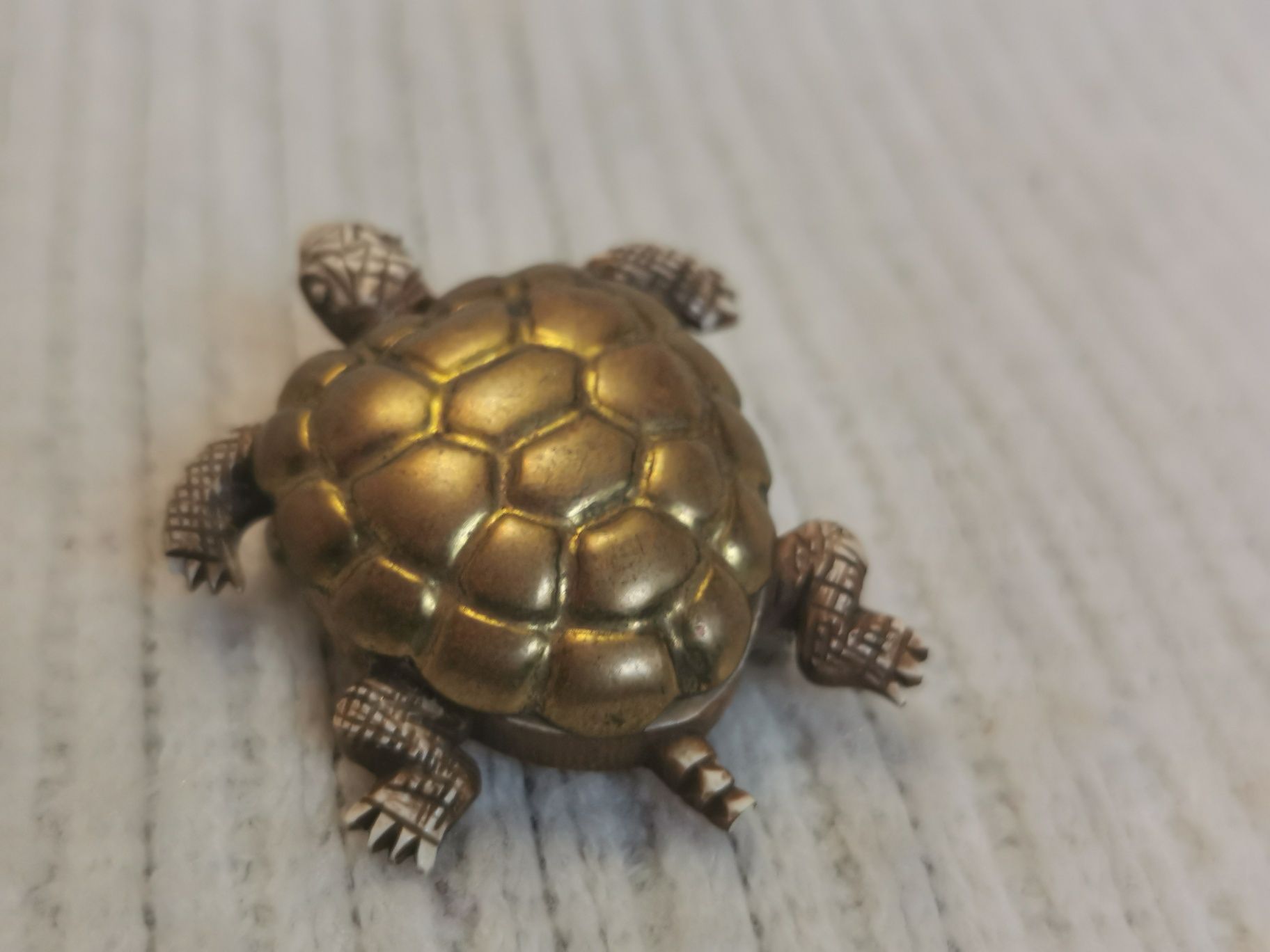 Broszka żółw, ciekawa