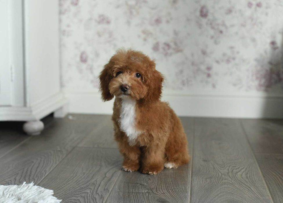 Pudel toy/mini-wielobarwny chlopiec