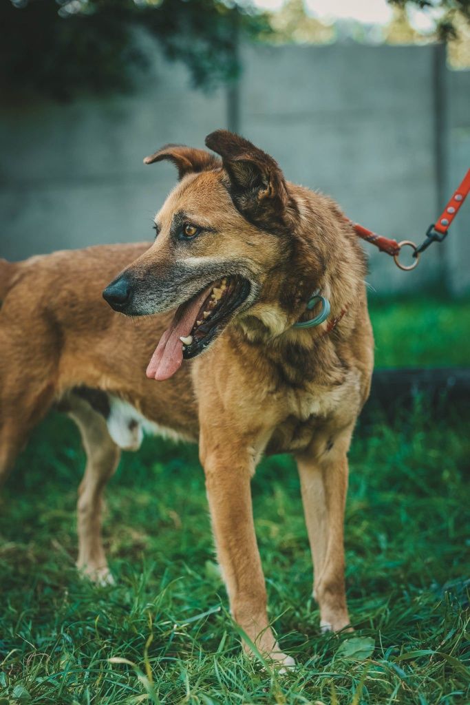 Alvin do adopcji!