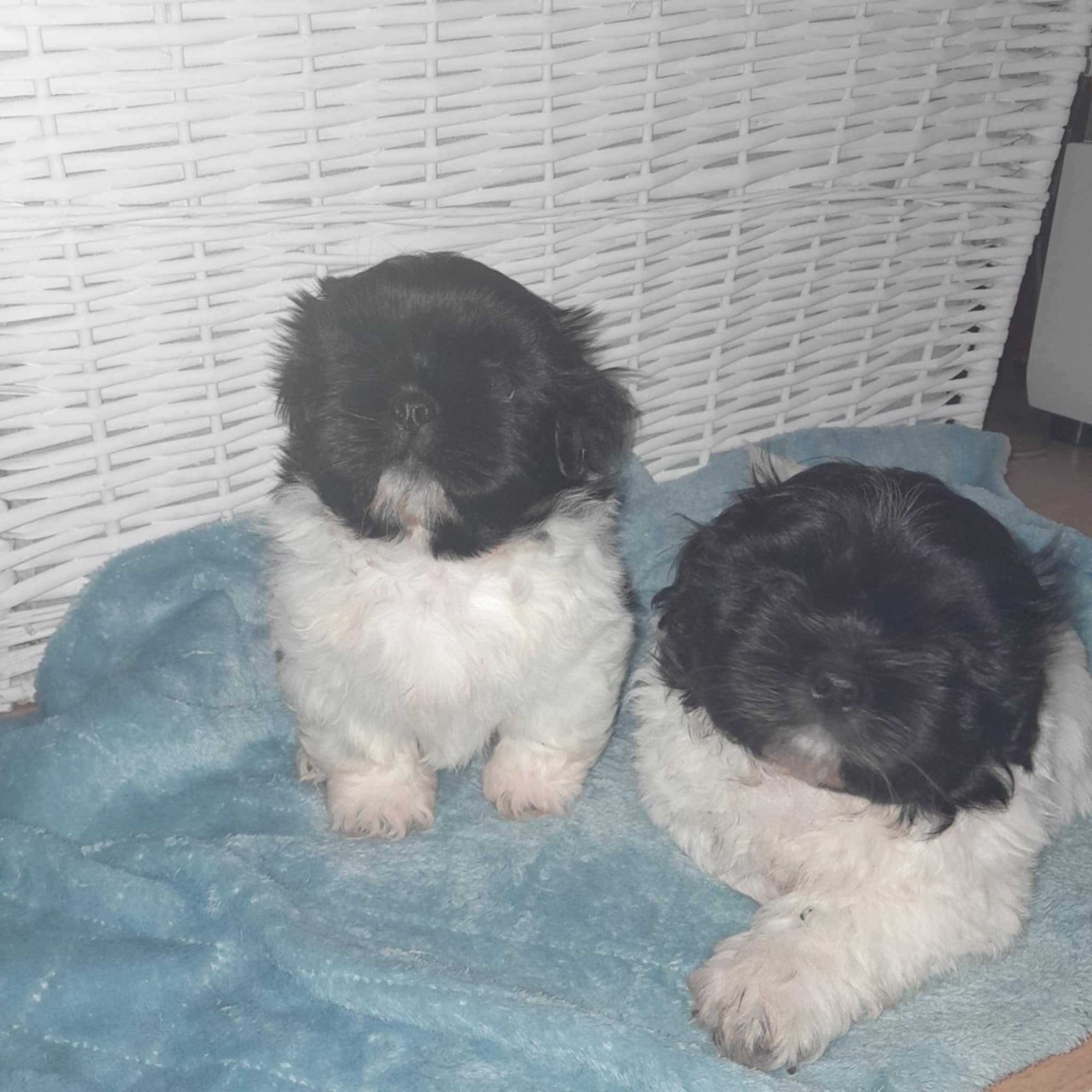 Szczeniaczki shihtzu