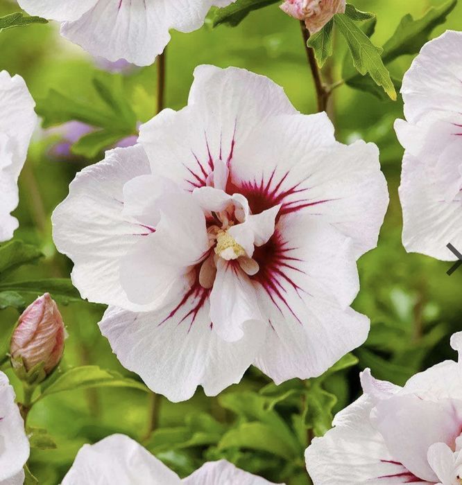 Гібіскус деревоподібний