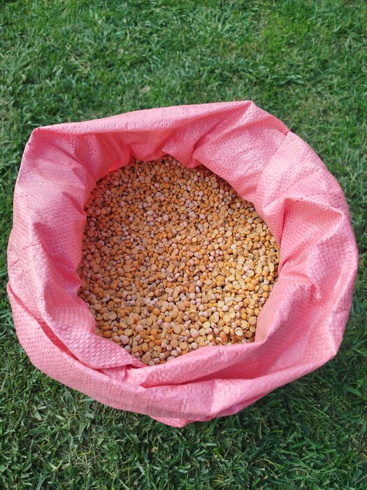 Połówki grochu białko 20 kg karma gołębi ryb pasza zwierząt