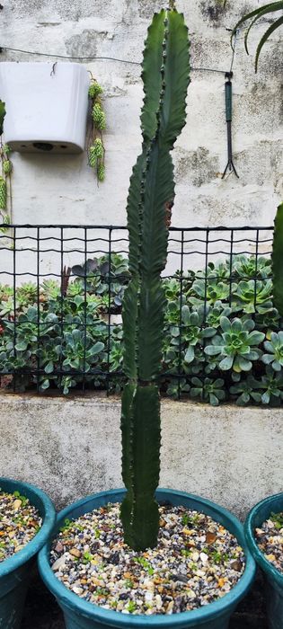 Vendo Cactus Erythrea