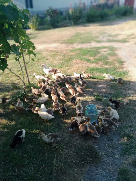 Продам каченят шепунів